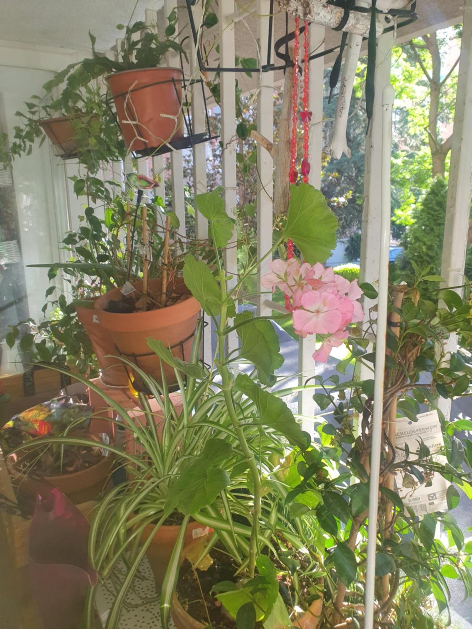 Libros Y Plantas A 5 Minutos Del Centro En Bus Apartment Мадрид Екстериор снимка